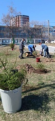24 апреля, коллектив Спортивного комплекса, в продолжении субботника, на территории своих учреждений  высадили саженцы хвойных деревьев